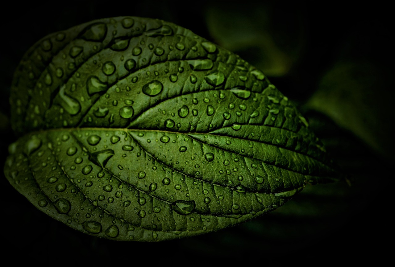leaf, rain, weather-5298312.jpg